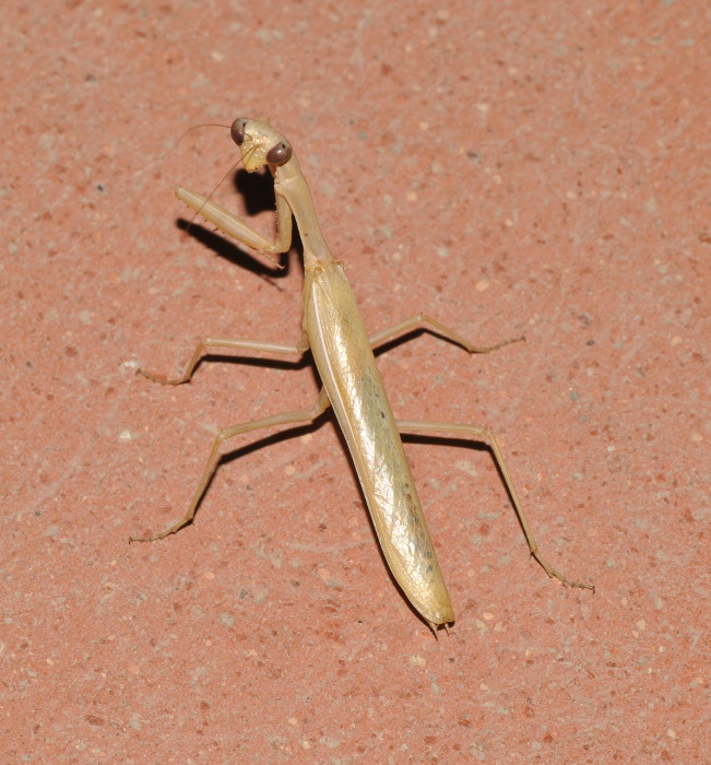 Mantodea: Iris oratoria, maschio